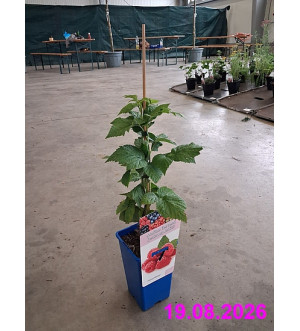 Rubus idaeus 'Tulameen' RP 1,6 L